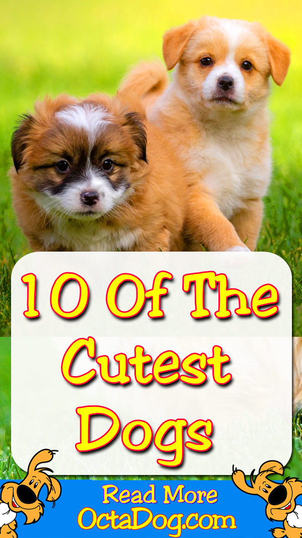 10 Cutest Dog Breeds