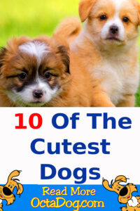10 Cutest Dogs