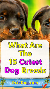 15 Very Cute Dog Breeds