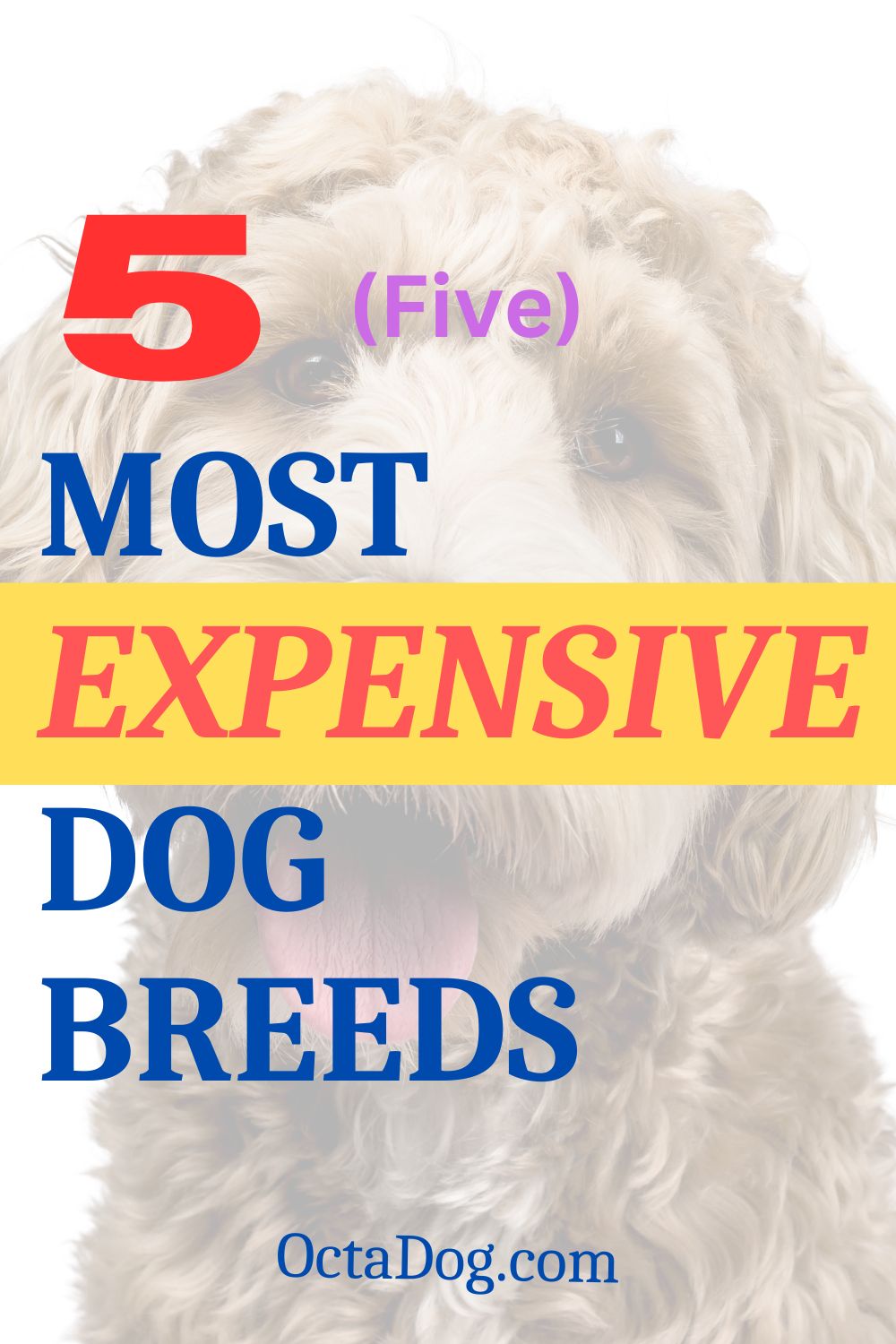 5 Most Expensive Dog Breeds / Canva