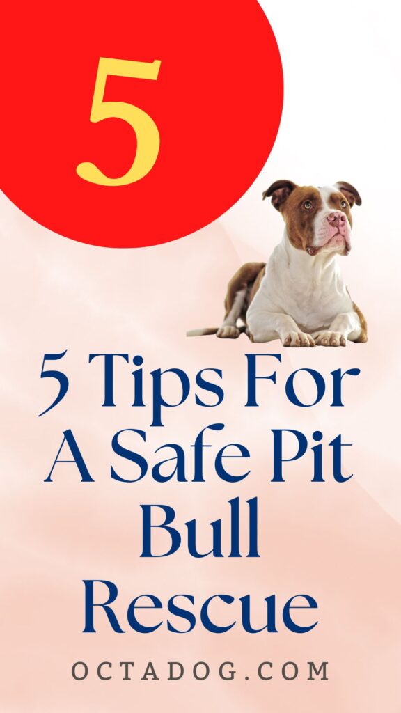 5 Tips For A Safe Pit Bull Rescue / Canva
