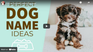 7 Easy Ideas To Naming Puppy / Youtube