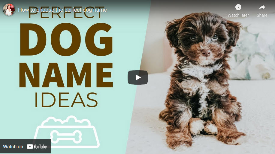 Cómo nombrar a un cachorro - 6 ideas fáciles
