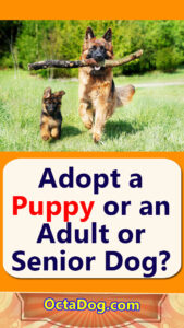 Adopt a Puppy or an Adult or Senior Dog?
