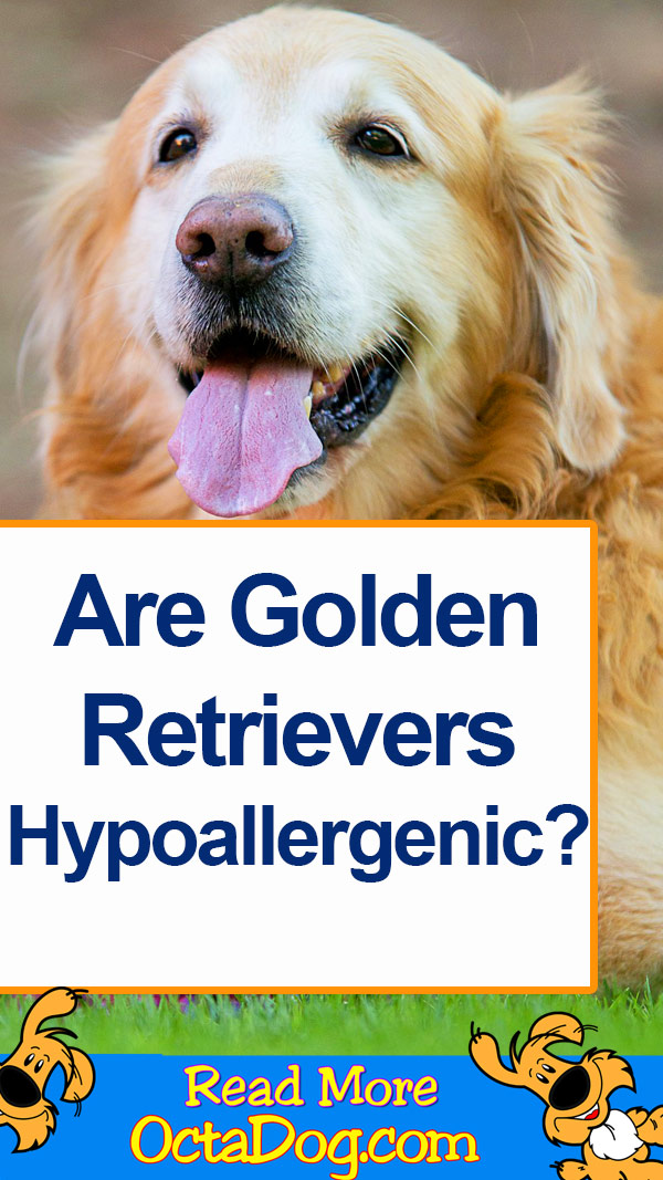 ¿Son los Golden Retriever hipoalergénicos?