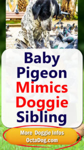 Baby Pigeon Mimic Pigeon