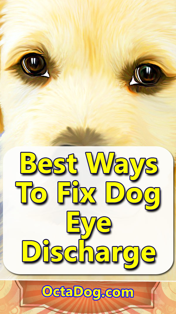 Best Ways To Fix Dog Eye Discharge