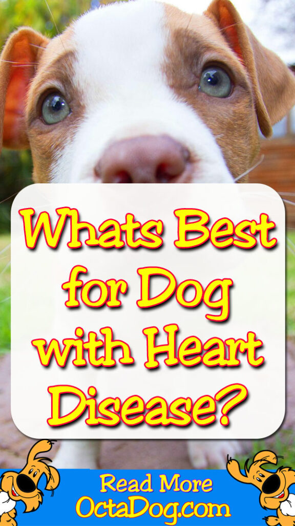 Whats best for dog with heart disease?