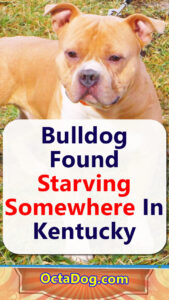 Bulldog Found Starving Somewhere In Kentucky