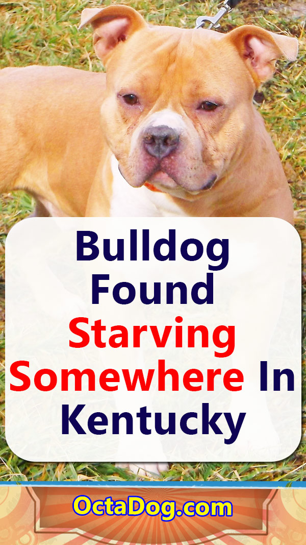 Un bulldog es encontrado muerto de hambre en algún lugar de Kentucky