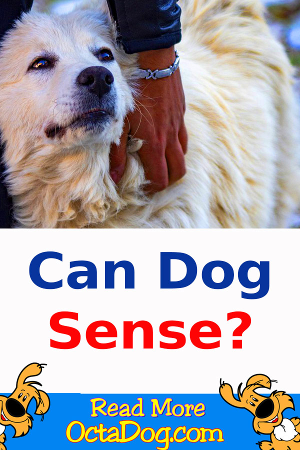 Can dog Sense