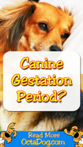 Canine Gestation Period