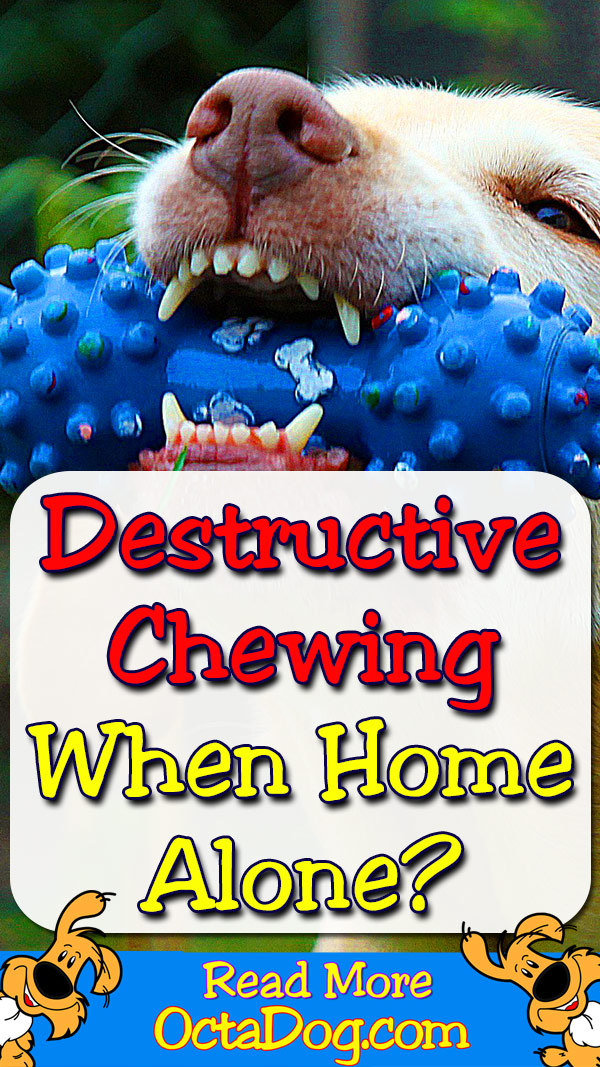 Destructive Chewing When Home Alone