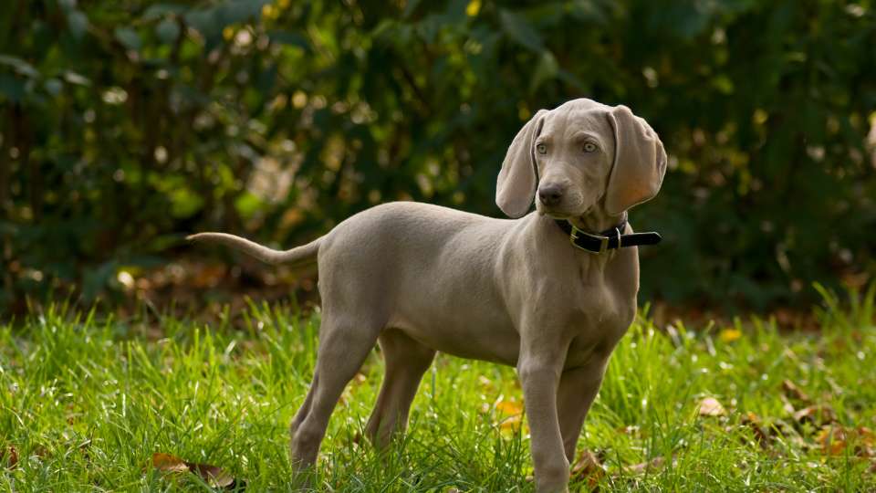 Choosing the Right Lifestyle for a Weimaraner Dog / Canva