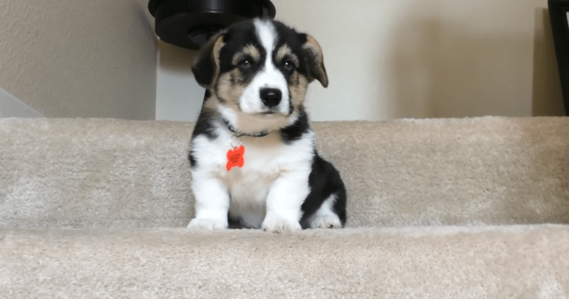 Un cachorro de corgi intenta bajar las escaleras solo. ¿Funcionará?