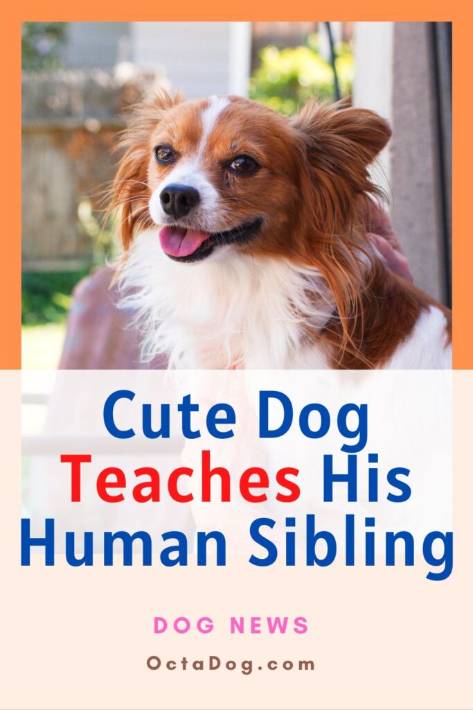 Cute Dog Teaches His Human Sibling