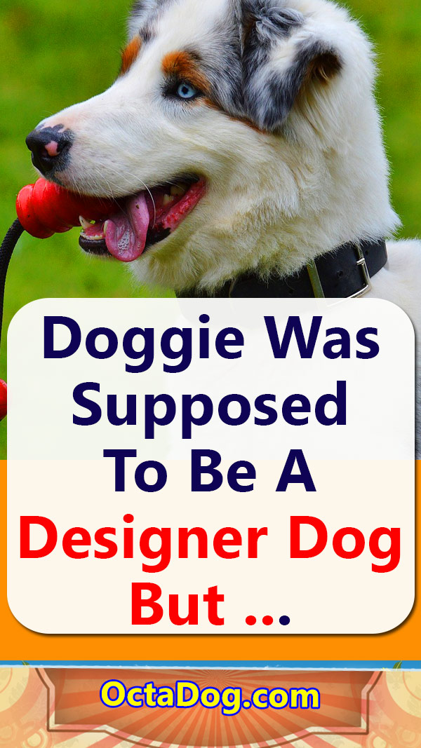 Doggie Was Supposed To Be A Designer Dog