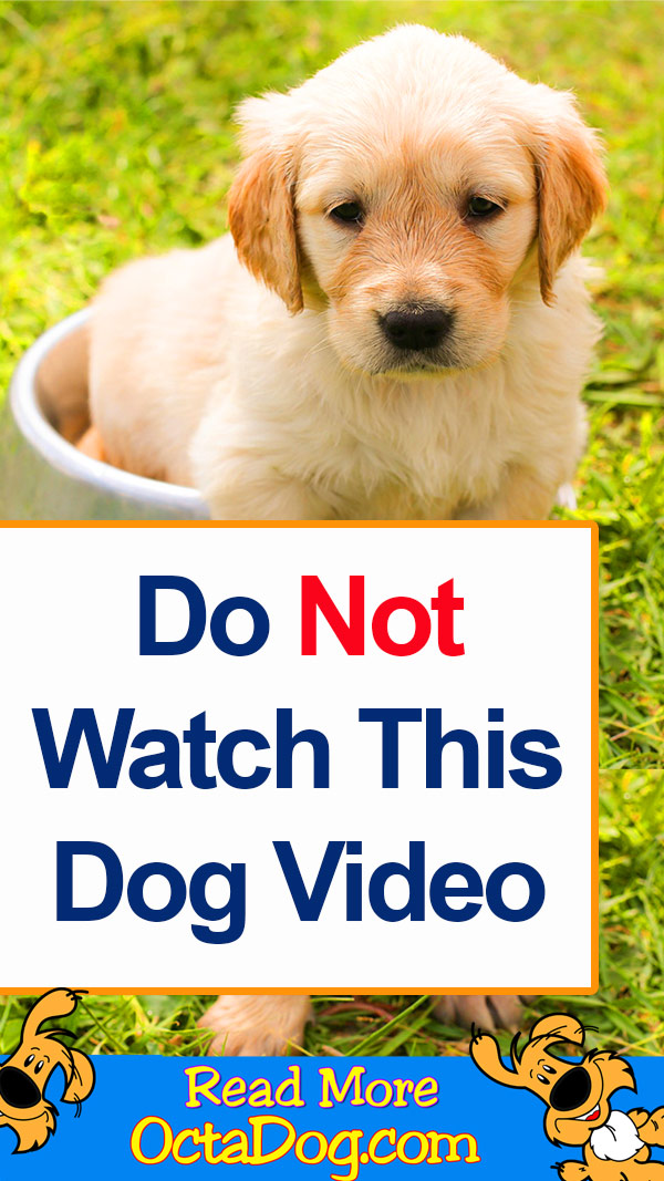 No vea este vídeo sobre perros