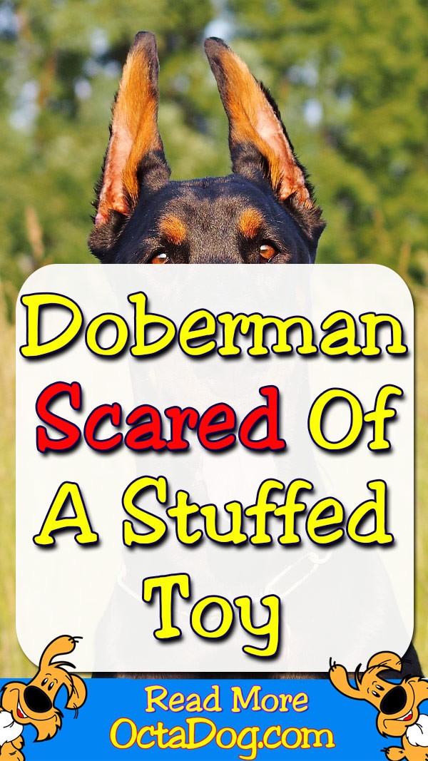 Doberman asustado por un juguete