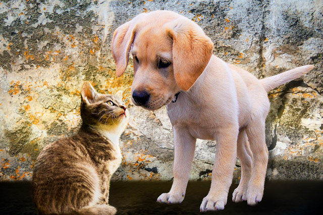 Perro y gatito - El perro de servicio conoció a su hermano gatito