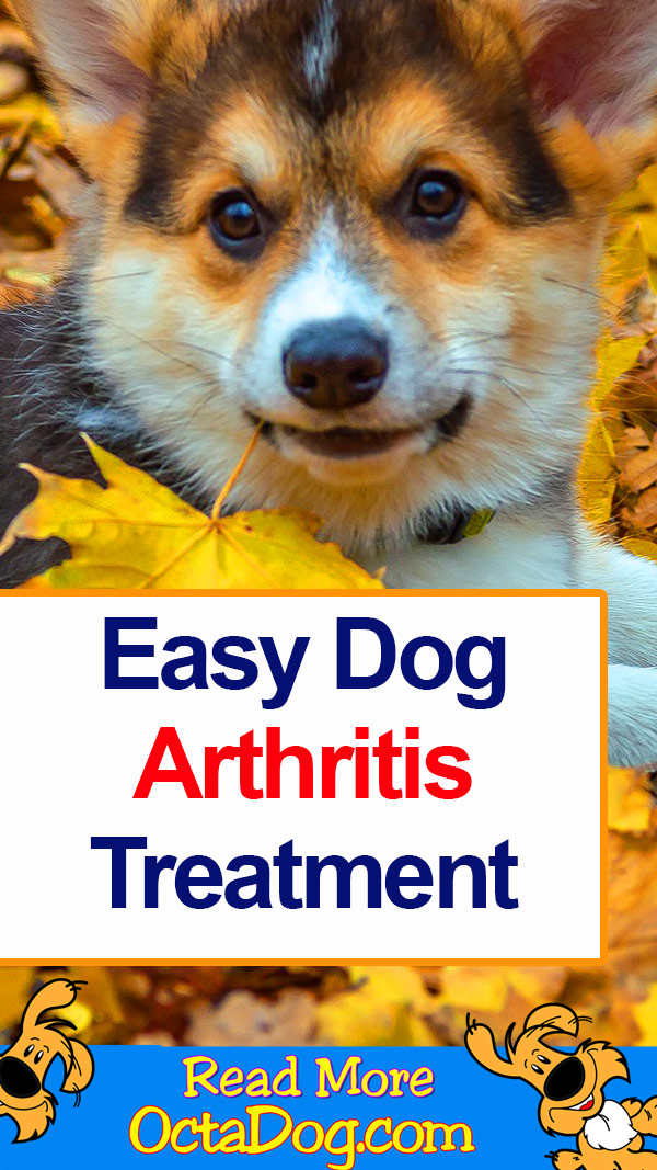 Tratamiento fácil de la artritis del perro