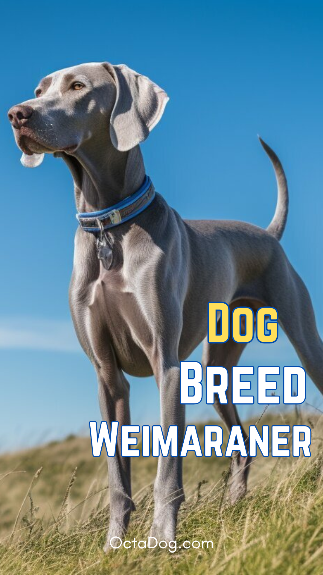 Dog Breed Weimaraner