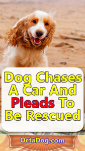Dog Chases A Car And Pleads To Be Rescued