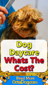 Dog Daycare Cost