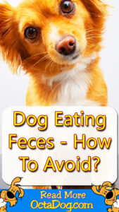 Dog Eating Feces