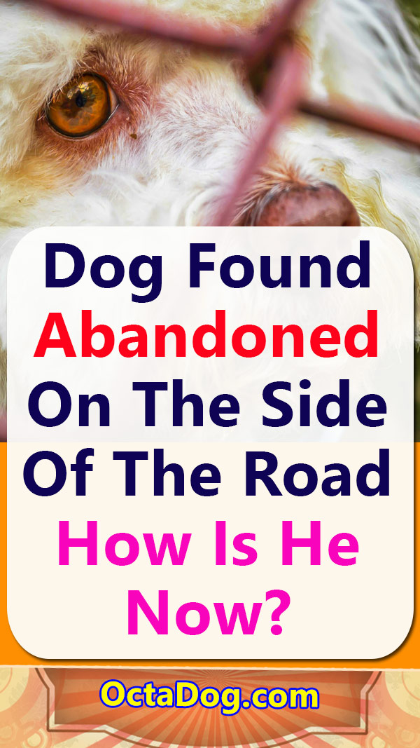 Encuentran a un perro abandonado al lado de la carretera