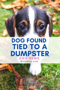 Dog Found Tied To A Dumpster