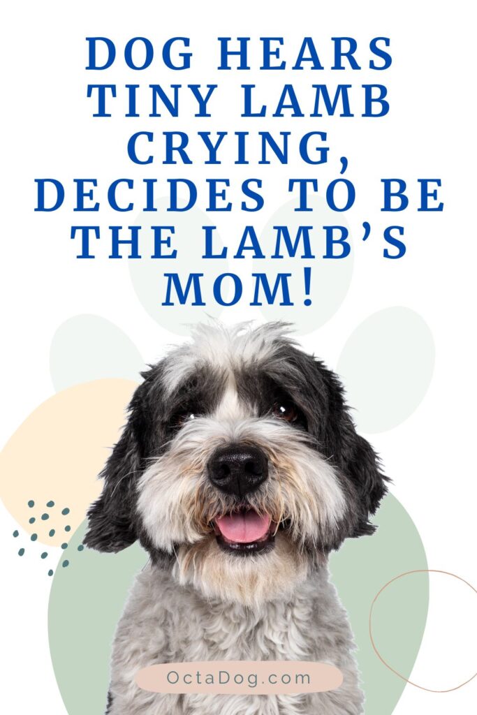 Dog Hears Tiny Lamb Crying, Decides To Be The Lamb’s Mom!