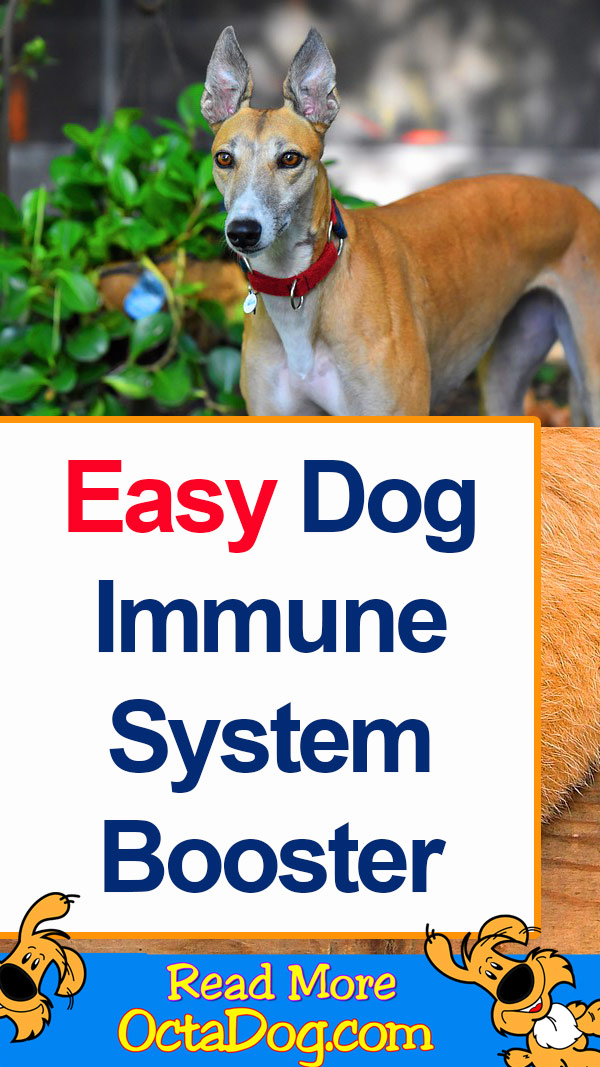 Easy Dog Immune System Booster Suggestions