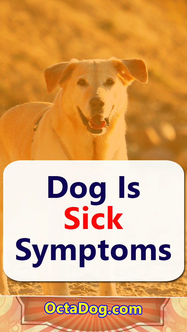 El perro está enfermo Síntomas