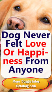 Dog Never Felt Love Or Happiness From Anyone