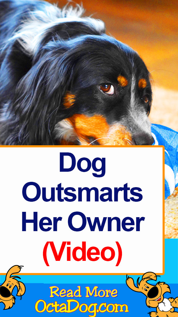 Dog Outsmarts Owner