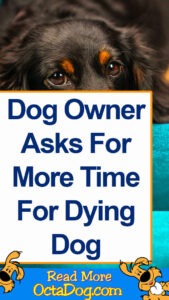 Dog Owner Asks For More Time For Dying Dog