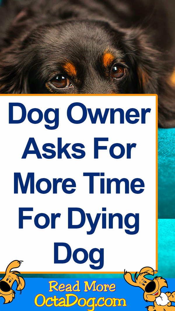 El dueño de un perro pide más tiempo para que se muera
