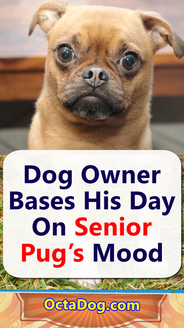 El dueño de un perro basa su día en el estado de ánimo de su carlino mayor