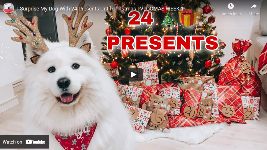 Dueño de perro sorprende a su perro con 24 regalos hasta Navidad - Adorable VIDEO