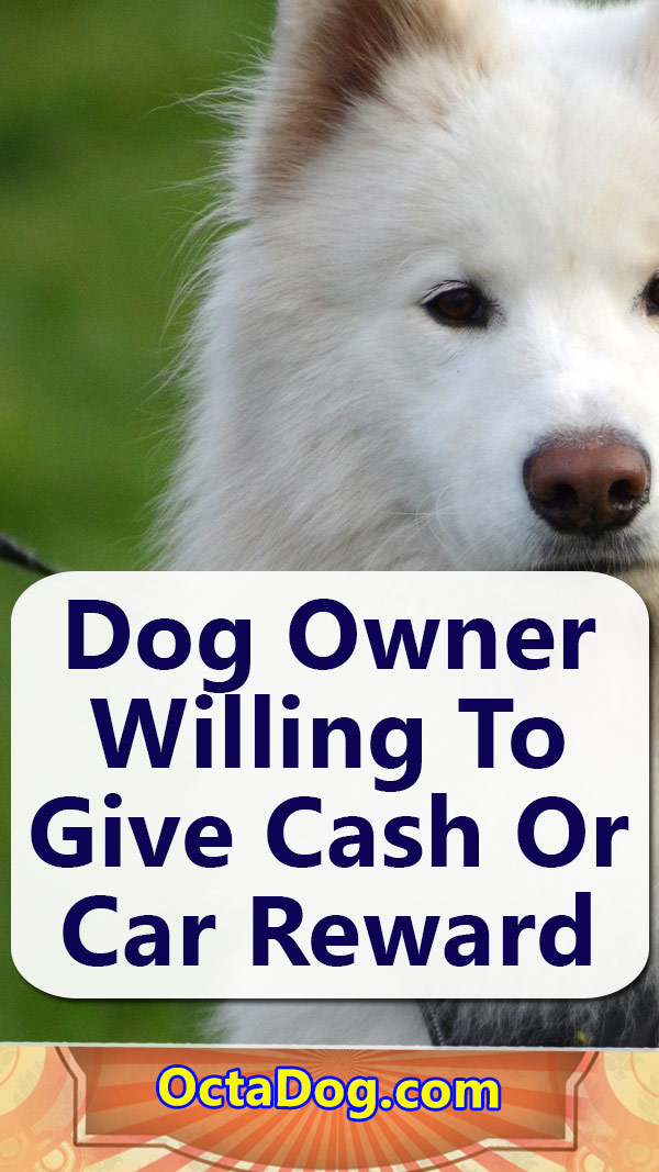 Dog Owner Willing To Give Cash Reward