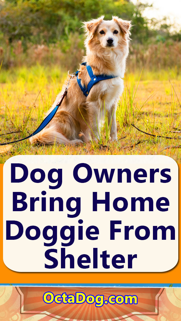 Los dueños de los perros traen a casa a su perrito del refugio