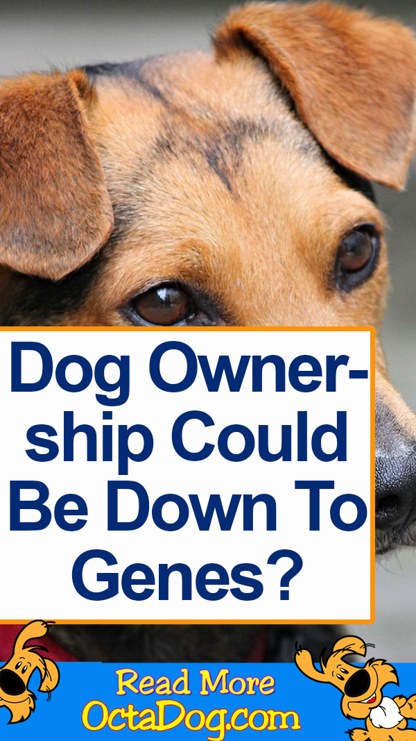 Dog Ownership Could Be Down To Genes?