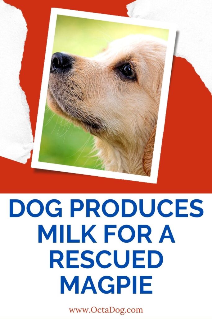 Un perro produce leche para una urraca rescatada