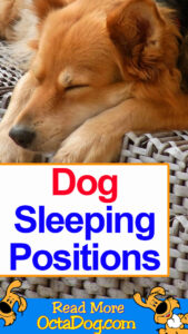 Dog Sleeping Position