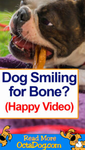 Dog smiling For Bone