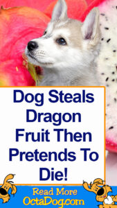 Dog Steals Dragon Fruit