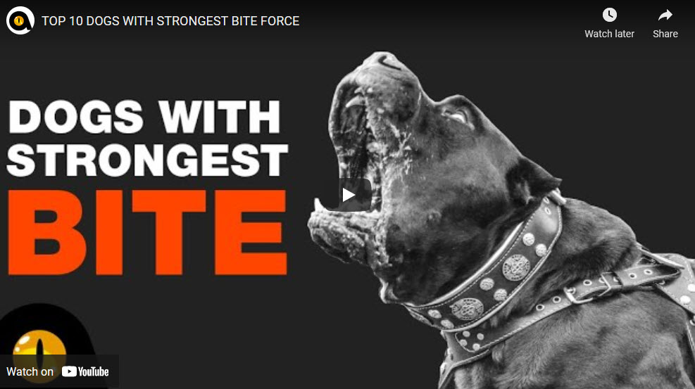 What Dog Has The Strongest Bite?