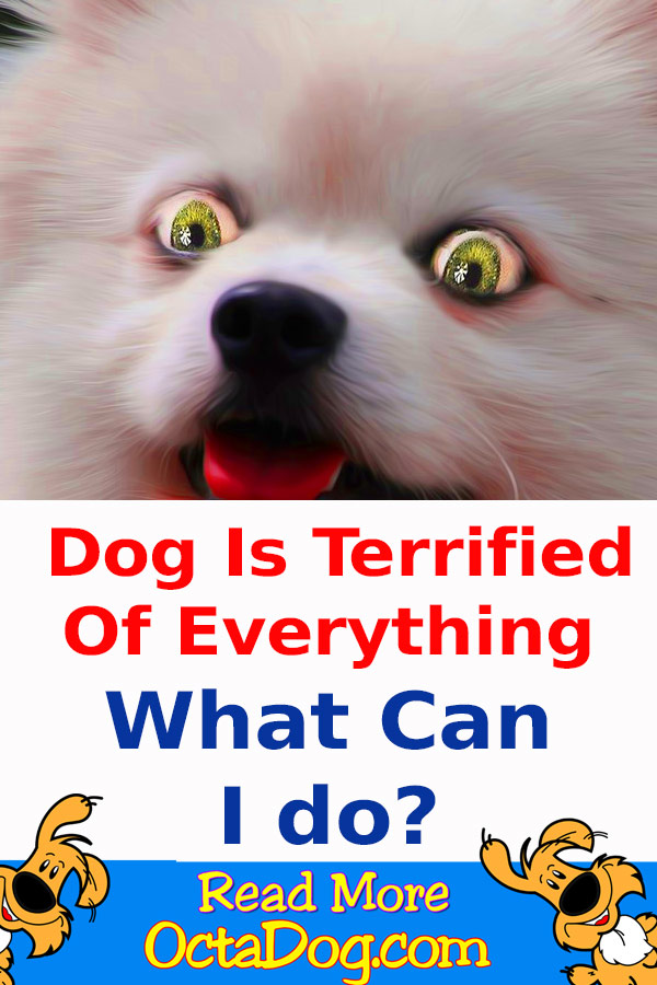 El perro se aterroriza de todo