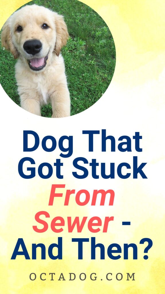 Dog That Got Stuck From Sewer / Canva